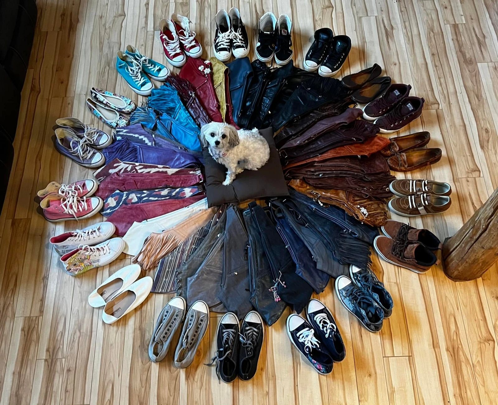 Even the pup knows a good collection